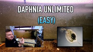 How I Raise Daphnia Water Fleas And You Can Too [upl. by Xet]