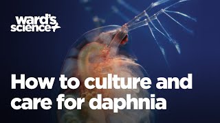 Caring and Culturing for Daphnia [upl. by Benioff]