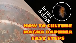 How to Culture Magna Daphnia Easily [upl. by Roslyn]