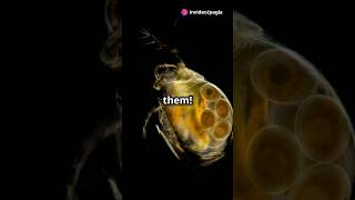 How to culture Daphnia for your Aquarium [upl. by Brendan]