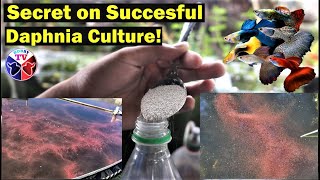 How to Culture Daphnia Successfully [upl. by Kotz]