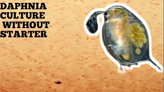 HOW TO CULTURE DAPHNIA NATURALLY WITHOUT A STARTER [upl. by Rybma]