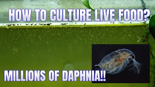 How to Culture Daphnia Secret Method to Breed MILLIONS  Simply Aquatic [upl. by Butterworth]