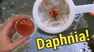 How I Culture Daphnia In Outdoor Tubs [upl. by Borras896]