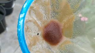 How to culture daphnia moina in a small container Part 1 English Subtitle [upl. by Eevets]