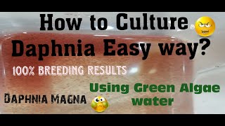 Daphnia MagnaHow to Culture Daphnia Easy wayCulturing Daphnia using Green water Daphnia [upl. by Amorette]