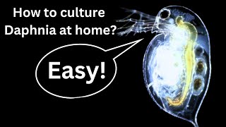 BEST Live Fish Food Beginner guide How to Culture Daphnia at home [upl. by Erdnoid]