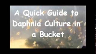 How to culture daphnia outside [upl. by Nadaba]