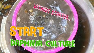 How to culture daphnia moina the easy way 1  Starting the Daphnia culture [upl. by Ocirrej]