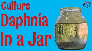 How to Culture Daphnia in a Jar [upl. by Bryn627]