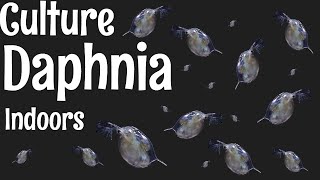 How to Culture Daphnia [upl. by Townsend]