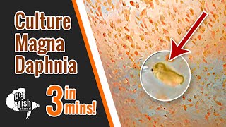 How to culture DAPHNIA MAGNA  The easy way [upl. by Tommy101]