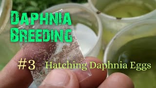 Daphnia Culture made simple and easy 3  Hatching Daphnia eggs [upl. by Maxey593]