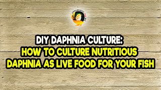 DIY Daphnia Culture How to Culture Nutritious Daphnia as Live Food for Your Fish [upl. by Noiztneb445]