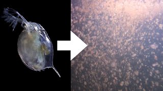 How I Culture Daphnia [upl. by Olenta]