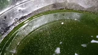 DAPHNIA MOINA CULTURE IN A SMALL BUCKET [upl. by Fish574]