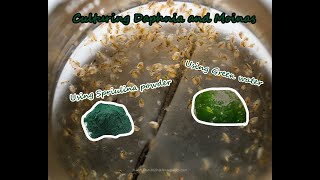 How To Culture Daphnia and Moinas using Green Water Spirulina powder [upl. by Modnar]