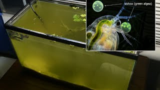 Raising Daphnia for the Freshwater Aquarium [upl. by Rebmit]