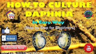 HOW TO CULTURE DAPHNIA In Easy Way [upl. by Columbus]